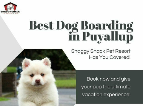 Best Dog Boarding in Puyallup? Shaggy Shack Has You Covered! - 기타