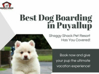 Best Dog Boarding in Puyallup? Shaggy Shack Has You Covered! - 其他