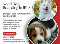 Need Dog Boarding in Jblm? Shaggy Shack Has You Covered! - 其他
