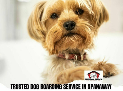 Trusted Dog Boarding Service in Spanaway - Book Now - Останато