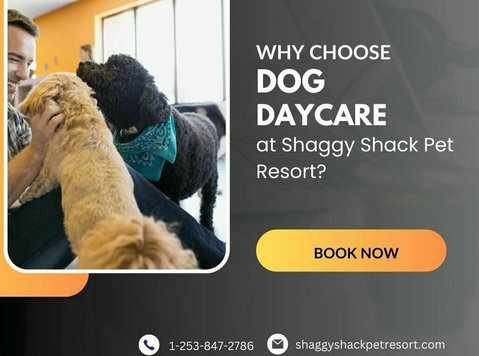 Why Choose Dog Daycare at Shaggy Shack Pet Resort? - Outros