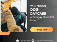 Why Choose Dog Daycare at Shaggy Shack Pet Resort? - Autres