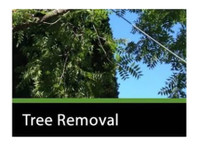 Pro Tree Removal Brisbane (3) - Dům a zahrada