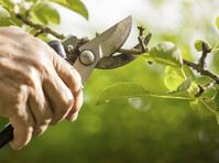 Pro Tree Removal Brisbane (5) - Куќни  и градинарски услуги