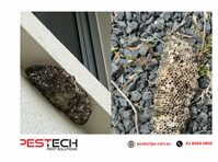 Pestech Pest Solutions (4) - inspeção da propriedade