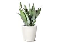 Foliage Indoor Plant Hire (4) - Jardineros