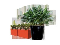 Foliage Indoor Plant Hire (5) - Jardineros