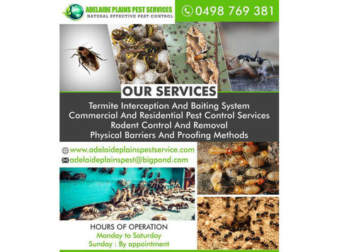 Black Ant Control Adelaide | Adelaide Plains Pest Services - Home & Garden Services