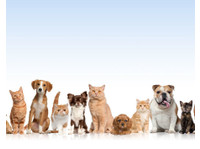 Solar Lodge Boarding Kennel and Cattery (3) - Serviços de mascotas