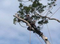 Affordable Dan's Tree Removal Sydney (1) - Gardeners & Landscaping