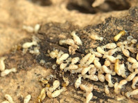 Pro Termites (3) - Home & Garden Services