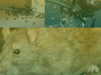 Eco - Safe Pest Control Melbourne (1) - Limpeza e serviços de limpeza