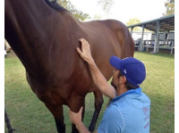 Equine osteopath Gold Coast (1) - Horses & Riding Stables