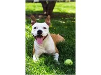 Dogshare - Dog Adoption & Care Service (3) - Služby pro domácí mazlíčky