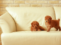 Spotless Upholstery Cleaning (2) - Cleaners & Cleaning services