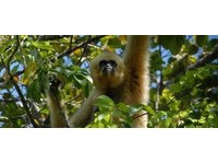 Gibbon ecotours (1) - Ιστοσελίδες Ταξιδιωτικών πληροφοριών