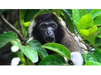 Gibbon ecotours (3) - Туристическиe сайты