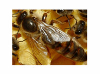 Pestend Pest Control Brampton (1) - Home & Garden Services