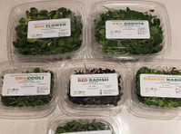 Ari Acres Microgreens (1) - Alimentos orgânicos