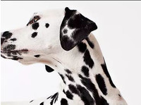 Ottawa Animal chiropractic (1) - Serviços de mascotas