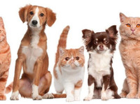 Pet Store Online Shop | Make A Smart Deal || Smart Pet Care (1) - Pet services