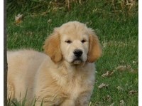 Goldenasset Kennel (4) - Servicios para mascotas