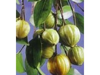 Pure Garcinia Cambogia Canada - Weight Loss Supplement (4) - Medicina Alternativă