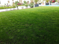 Your Local Gardener (6) - باغبانی اور لینڈ سکیپنگ
