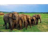Scenic grand tours srilanka (7) - Matkatoimistot