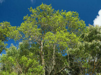 Agro Sejahtera - Jual Bibit Tanaman & Pohon Terlengkap (1) - باغبانی اور لینڈ سکیپنگ