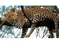 simba paka safaris (1) - Travel Agencies
