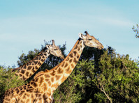 Kenya Expresso Tours and Safaris ltd (2) - Travel Agencies
