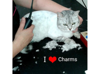 Charms Pet Grooming Salon, Mgarr Malta (5) - Услуги за миленичиња