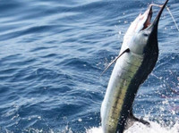 Best Fishing Charters (2) - Fishing & Angling
