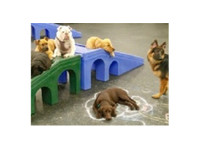 Dogtopia of Plano (2) - Serviços de mascotas