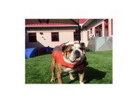 Bayside Pet Resort at Lakewood Ranch (2) - Servicios para mascotas