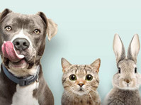 Dr Paws Vet Care - Vet clinic Singapore (2) - Servicios para mascotas