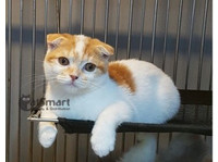 catsmart (1) - Pet services