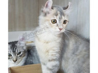 catsmart (2) - Pet services