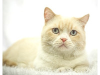 catsmart (4) - Huisdieren diensten