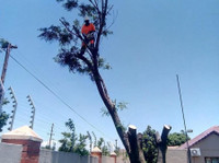 Tree Felling Group (5) - باغبانی اور لینڈ سکیپنگ