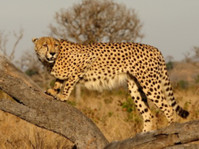 Tydon African Safaris (4) - Matkasivustot