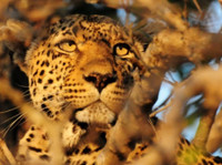 Tydon African Safaris (8) - Matkasivustot