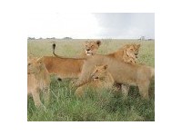 Amani Tanzania Adventures Safaris Tanzania & Zanibar (2) - Matkatoimistot