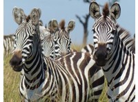 Lights on Africa Destinations & Safaris (1) - Турфирмы