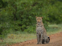 Lappet Faced Safaris (1) - Agentii de Turism