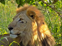 Lappet Faced Safaris (2) - Agencias de viajes