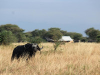 Lappet Faced Safaris (3) - Agencias de viajes