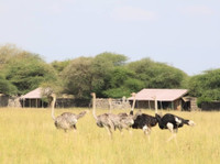 Lappet Faced Safaris (6) - Agencias de viajes