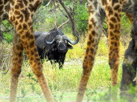 Lappet Faced Safaris (7) - Туристически агенции